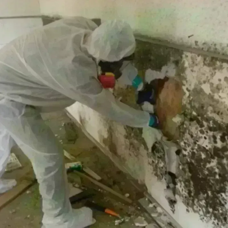 Best Mold Remediation and Removal Service in Mitchell County, GA